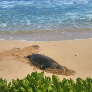 Meet your Posher, Trina